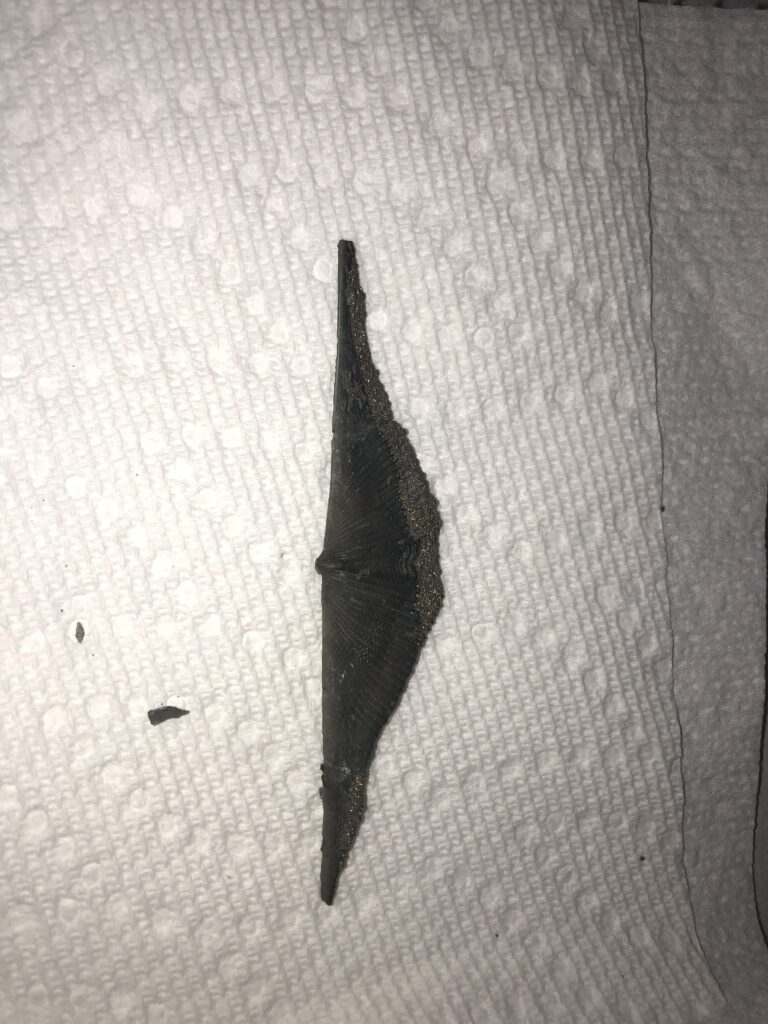 Close up of Mucrospirifer arkonensis fossil