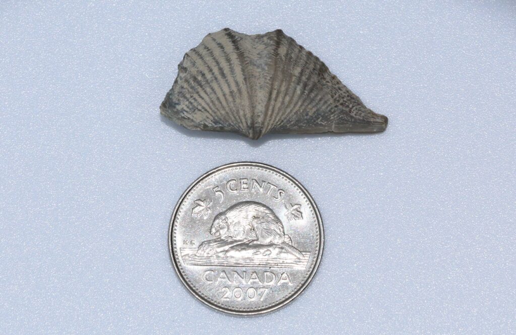 Mucrospirifer arkonensis fossil with it's wings broken off