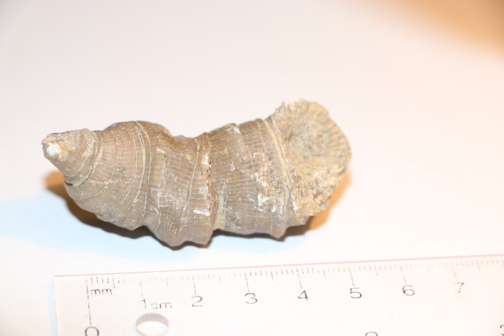 Rugose coral from Devonian period, found at Arkona, Ontario.