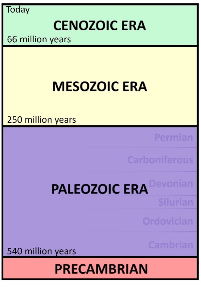 Geologic timeline showing the Cenozoic, mesozoic, plaeozoic and precambrian eras