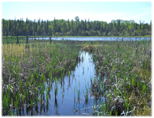 Rehabilitated tailing in a wetland