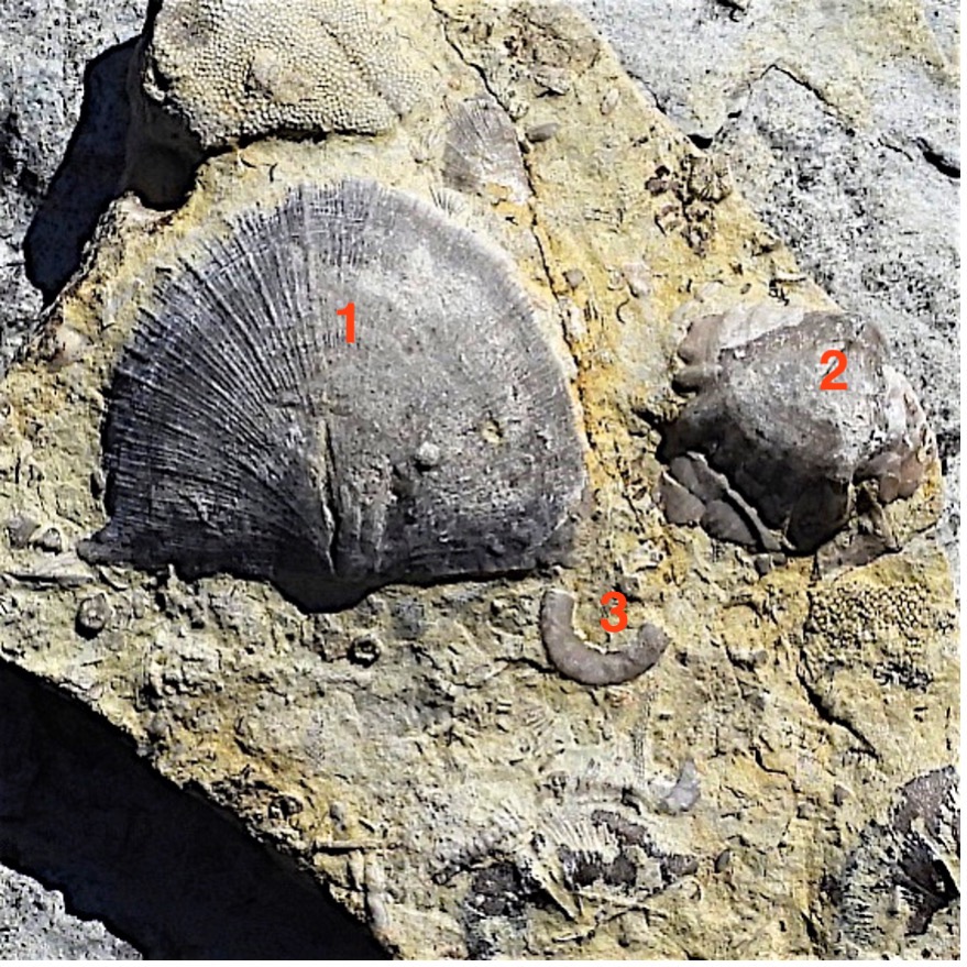 Close up of three fossils embedded in a rock. Labels identify the three fossils with numbers.