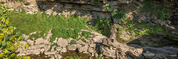 Twenty Mile Gorge. Plants growing over fallen rocks in a gorge.
