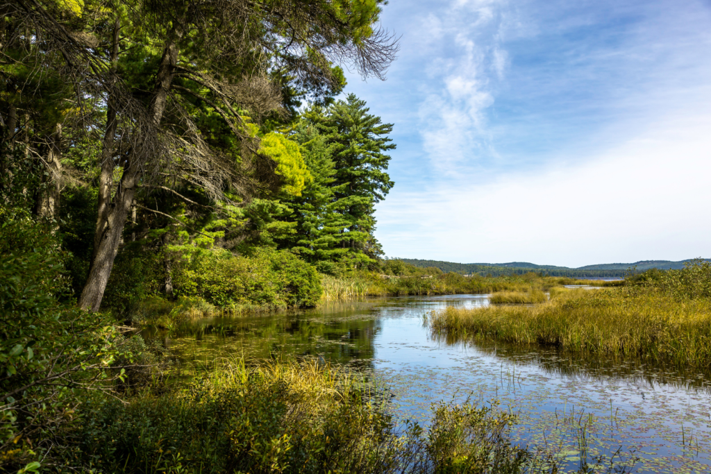 Northern Ontario landscape with large trees on the shore of a shallow river with grasses growing on both shores.