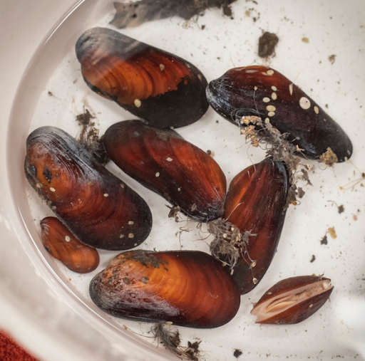 Eight (8) mussels of different sizes under a small amount of water in a white bowl