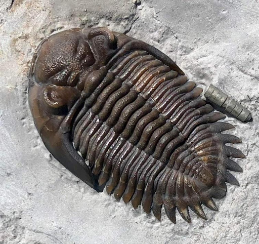 A cleaned trilobite fossil. The details on this fossil are clear and the dark colour stands out against the light background.