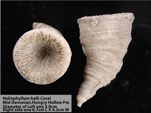 A close-up photo of a coral fossil with a top view and side view of the coral. In the bottom of the photo text reads: "Heliophyllum halli Coral. Mid devonian, Hungry Hollow Fm. Diameter of left one: 3.9cm. Right side one: 6.7cm L x 4.3cm W.