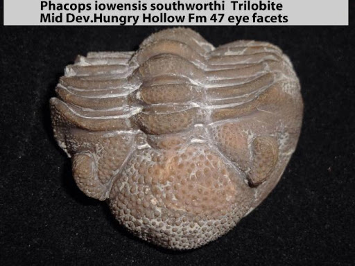 A close-up shot of an isolate trilobite fossil. Text reads: "Phacops iowensis southworthi Trilobite. Mid dev. Hungry Hollow Fm 47 eye facets."