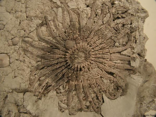 A close up image of a 28 armed starfish fossil. The fossil has a ring in the middle with 28 branching arms embedded in a rock.