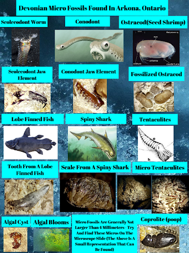 A chart showing 15 different micro fossils that can be found in Arkona, Ontario. Each fossil is accompanied by a photo and it's name.