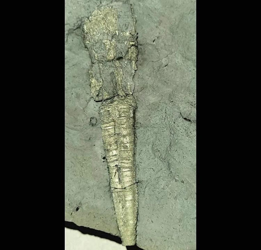 A fossil that has been broken down and filled with pyrite, making it look like a gold spike. The fossil is embedded within a grey smooth rock.