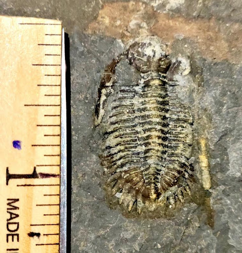 A uncleaned trilobite fossil covered with a layer of light-coloured dirt. A ruler along the edge of the photo shows the fossil to be approximately 1 inch long.