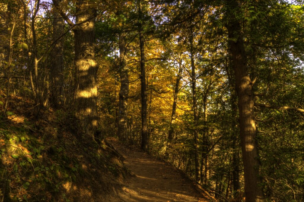 Trail inside a forest with orange coloured leaves