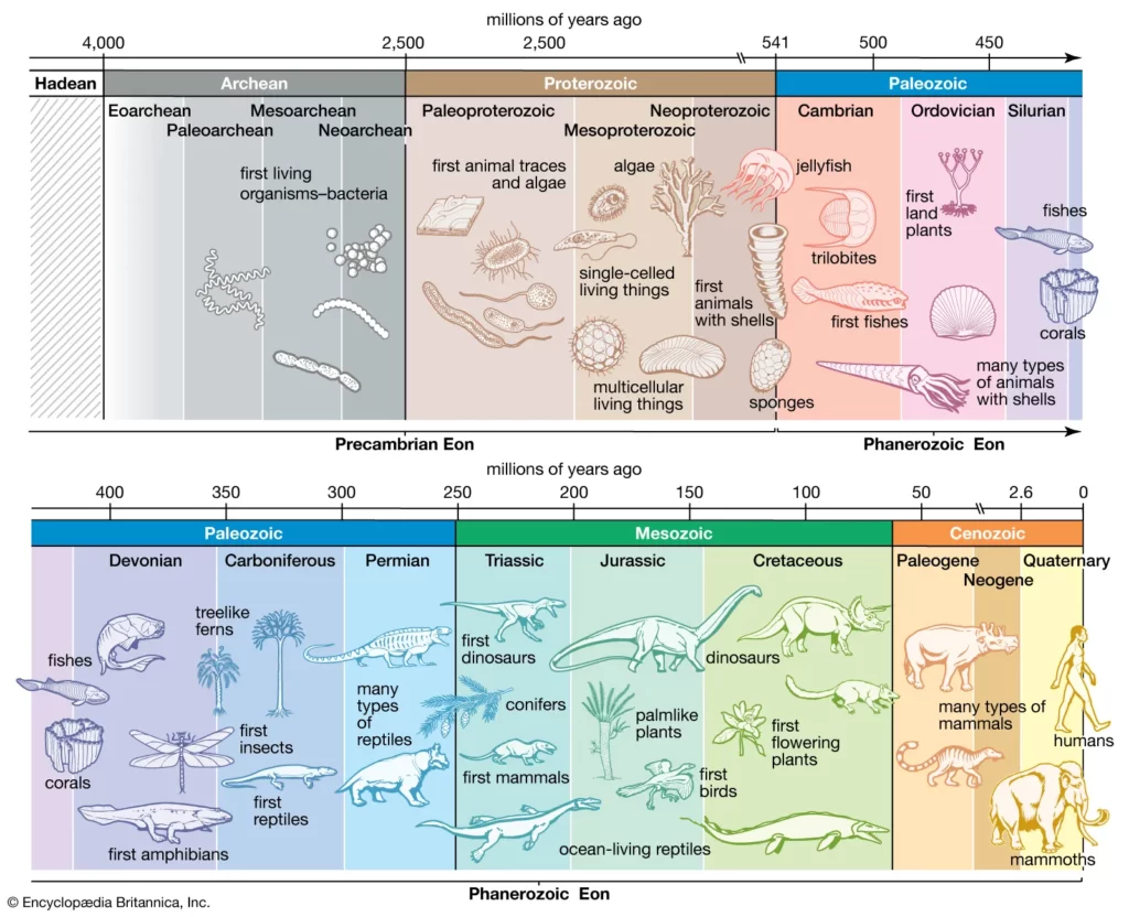 timeline of the Earth showing the major eras and types of animals/ life in those time persiod