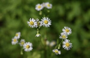 Read more about the article APGO EDUCATION FOUNDATION LAUNCHES NEW FLORA TAB OF HAMILTON AREA IN PARTNERSHIP WITH THE BRUCE TRAIL CONSERVANCY ON GEOSCIENCEINFO.COM