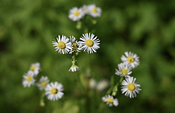 You are currently viewing APGO EDUCATION FOUNDATION LAUNCHES NEW FLORA TAB OF HAMILTON AREA IN PARTNERSHIP WITH THE BRUCE TRAIL CONSERVANCY ON GEOSCIENCEINFO.COM